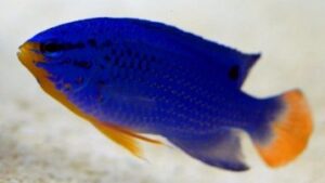 Orangetail Blue Damselfish