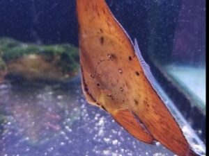 Oriculate Batfish
