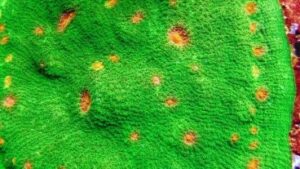 Oregon Mummy Eye Chalice