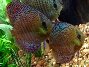 Oriental Leopard Discus