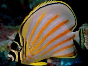 Ornate Butterflyfish