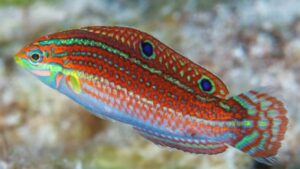 Ornate Wrasse