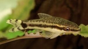 Otocinclus Catfish