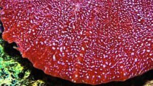 Oxypora Crassispinosa Chalice