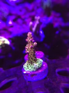 PC Rainbow Acropora