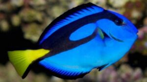 Regal Blue Tang