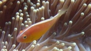 Pacific Clownfish