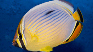 Pacific Redfin Butterflyfish
