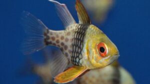 Pajama Cardinalfish