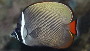 Pakistan Butterflyfish