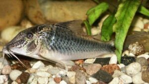 Palespotted Cory Cat