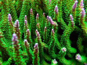 Paletta Pink Tip Acropora