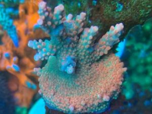 Paletta Pink Tip Stag Acropora