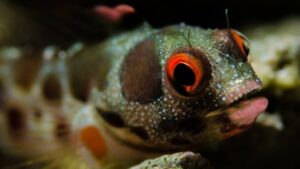 Panamic Barnacle Blenny