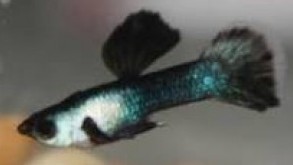 Panda Guppy