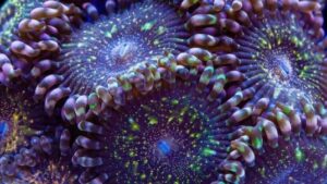Pandora Zoanthids