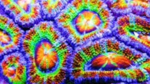 Panther Chameleon Acan