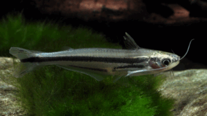 Three Striped African Catfish