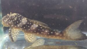 Pario Ancistrus Pleco L048