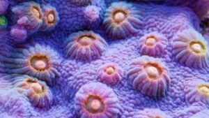 Party Crasher Cyphastrea