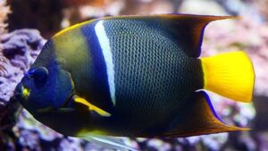 Passer Angelfish
