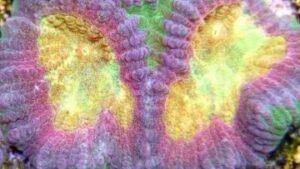 Pastel Rainbow Favia