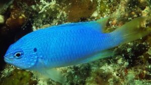 Pavo Damselfish
