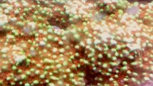 Peach Cobbler Montipora