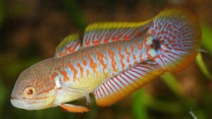 Peacock Gudgeon