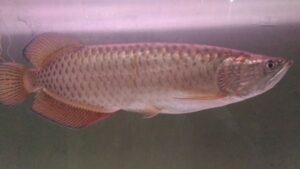 Pearl Arowana