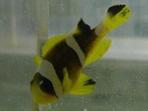 PearlEye Bicinctus Clownfish