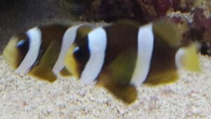 Pearl Eye Clarkii Clownfish