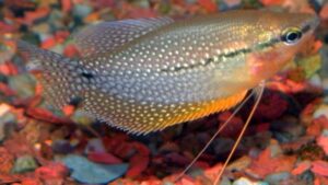 Pearl Gourami