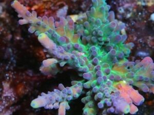 Pearlberry Acropora
