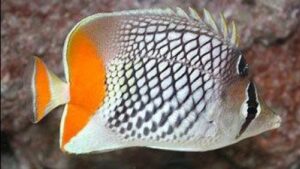 Pearlscale Butterflyfish