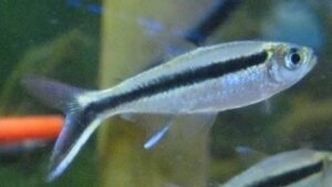 Penguin Tetra