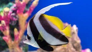 Pennant Bannerfish