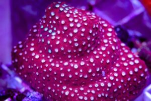 Peppermint Cyphastrea