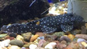 Peppermint Plecostomus L31