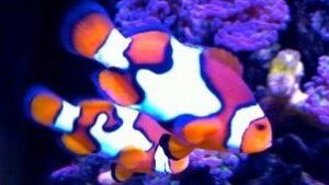 Picasso Percula Clownfish