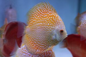 Pigeon Pearl Discus