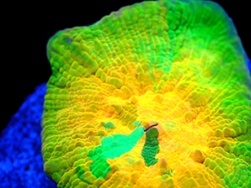 Pineapple Express Chalice