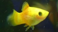 Pineapple Platy
