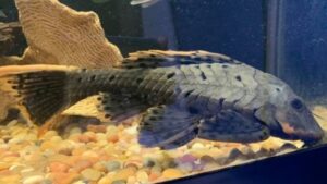 Pineapple Pleco