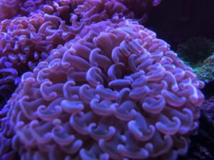 Pink Hammer Coral