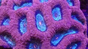 Pink Acanthastrea bowerbanki