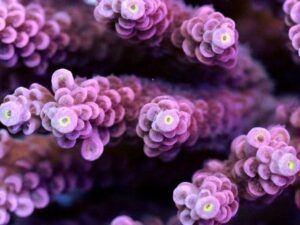 Pink Acropora