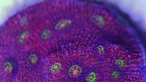 Pink Boobies Chalice Pectinia