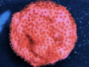 Pink Cadillac Montipora