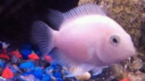 Pink Convict Cichlid